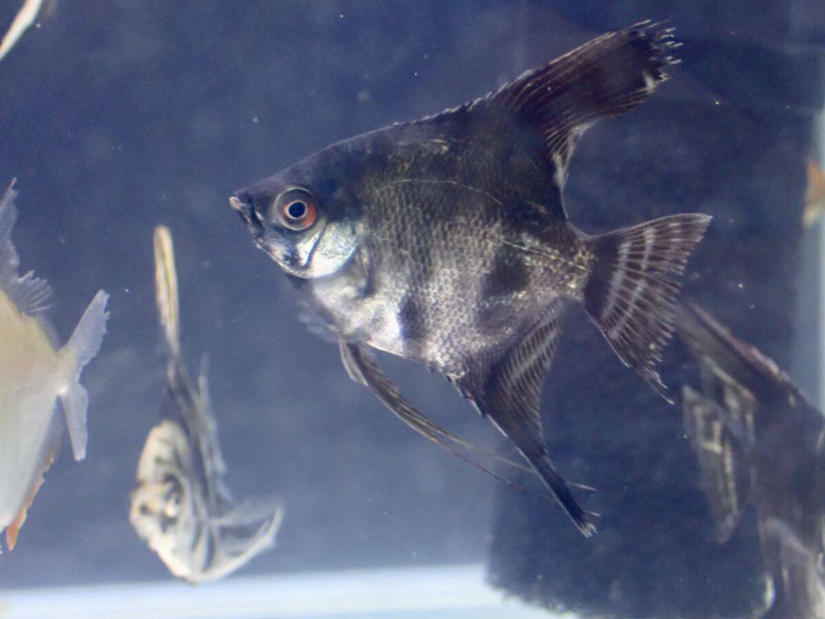 【アクアリウムのある暮らし】(淡水魚) ブラックマーブルエンゼルフィッシュ3匹 サンプル画像 熱帯魚 エンゼルフィッシュ_画像1