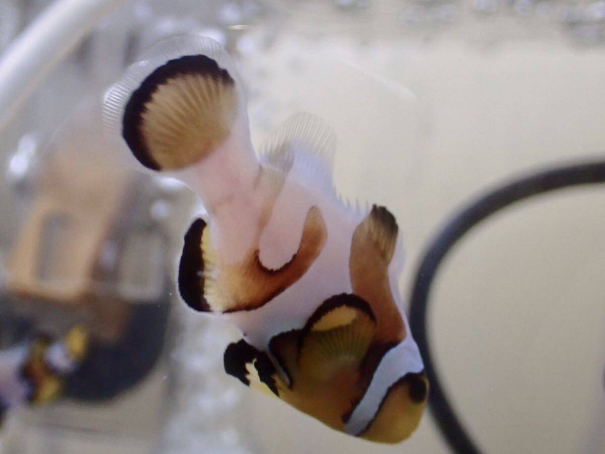 【アクアリウムのある暮らし】(海水魚)ピカソクラウンフィッシュ±4.5-5cm Ｎｏ．3 1匹 個体販売 大型魚 熱帯魚 サンゴ_画像2