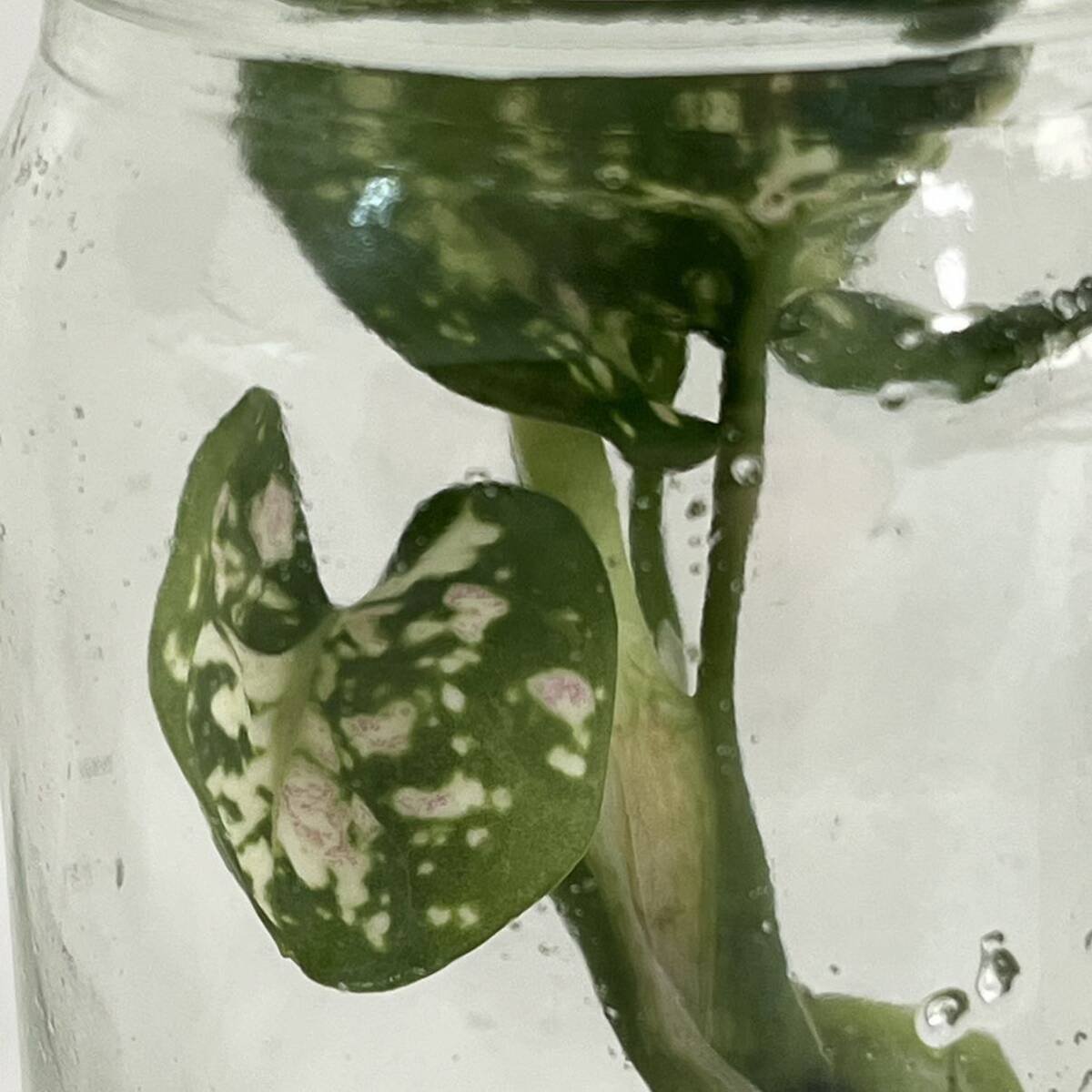 Aglaonema Tricolor アグラオネマ トリカラー /組織培養苗 TC苗の画像3