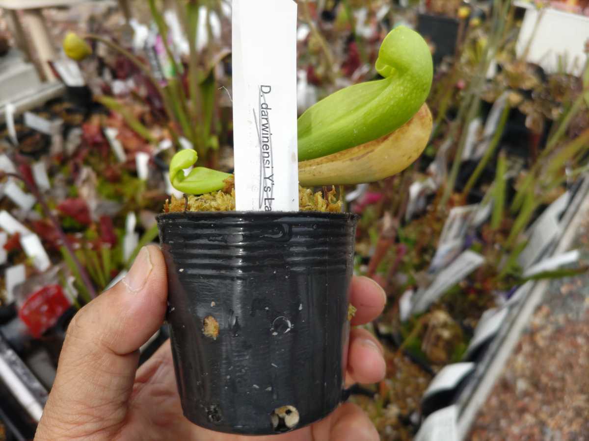 【食虫植物】サラセニア　コーティーヘテロフィラ　Sarracenia courtii　heterophylla　ＳＷＣ_画像4