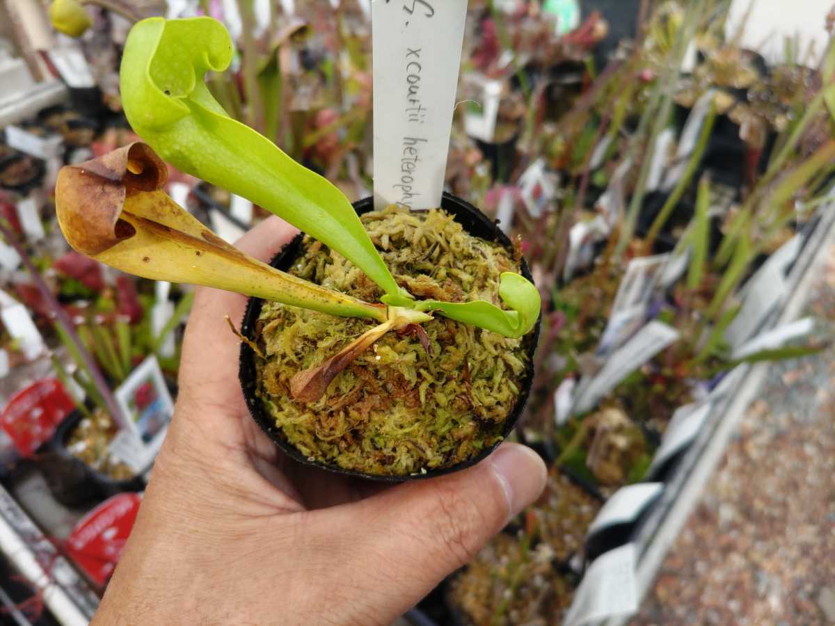 【食虫植物】サラセニア　コーティーヘテロフィラ　Sarracenia courtii　heterophylla　ＳＷＣ_画像2