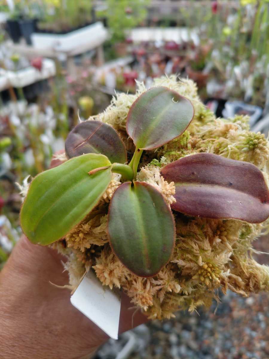 食虫植物【ネペンテス】N. rajah Marai Parai（ラジャ　マライパライ産）【送料無料】_画像1