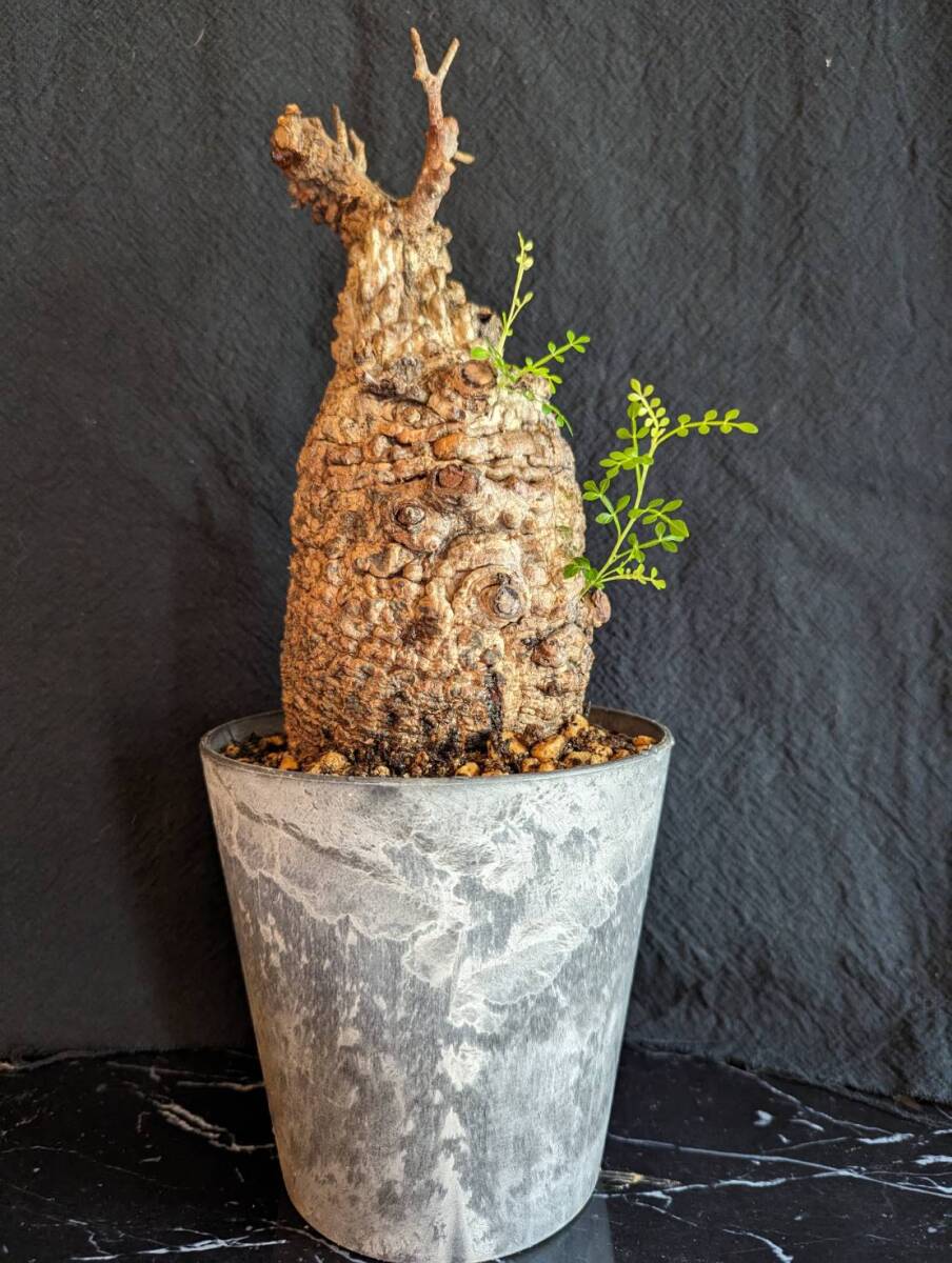【発根済み株②】オペルクリカリアパキプス 塊根植物の画像1