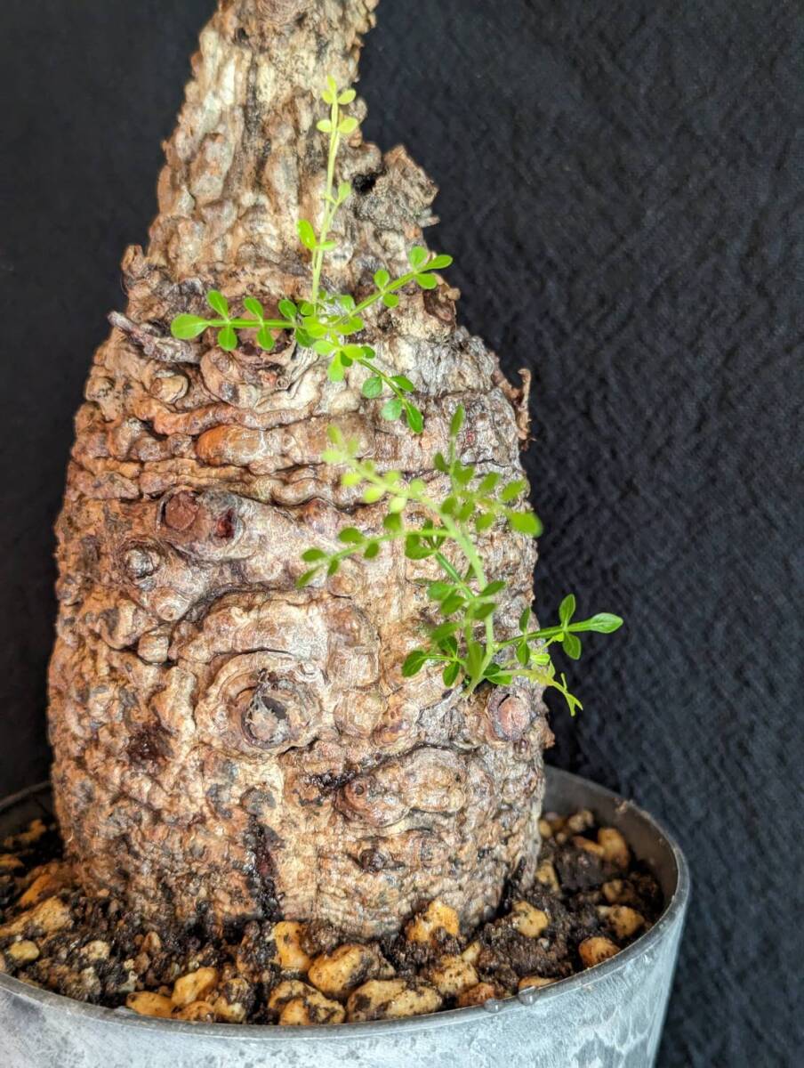 【発根済み株②】オペルクリカリアパキプス 塊根植物の画像2