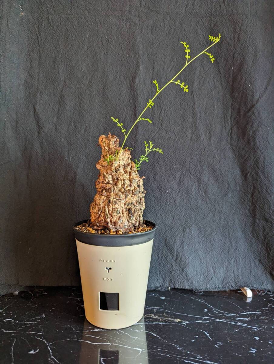 【発根済み株3】オペルクリカリアパキプス 塊根植物の画像1