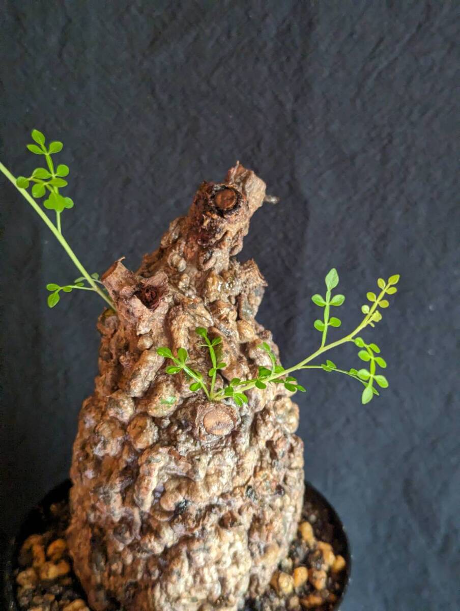 【発根済み株3】オペルクリカリアパキプス 塊根植物の画像2