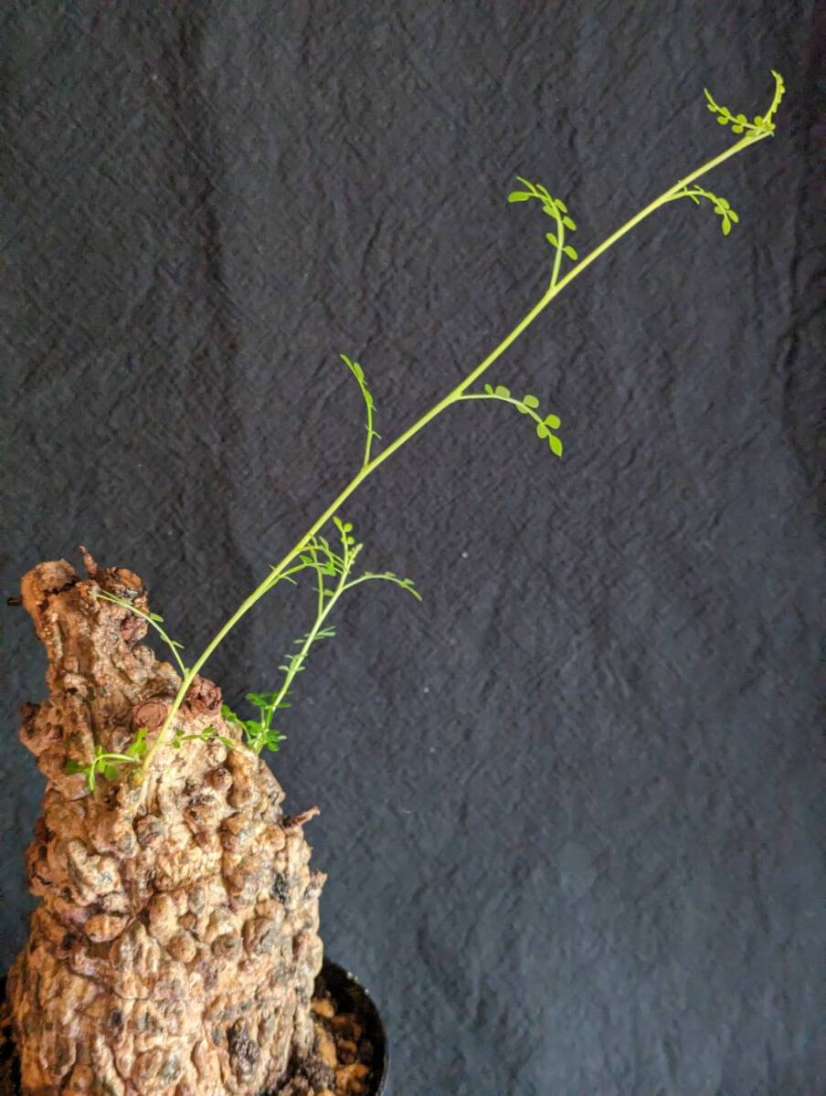 【発根済み株3】オペルクリカリアパキプス 塊根植物の画像5
