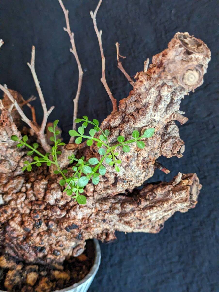 【発根済み株】オペルクリカリアパキプス 塊根植物の画像3
