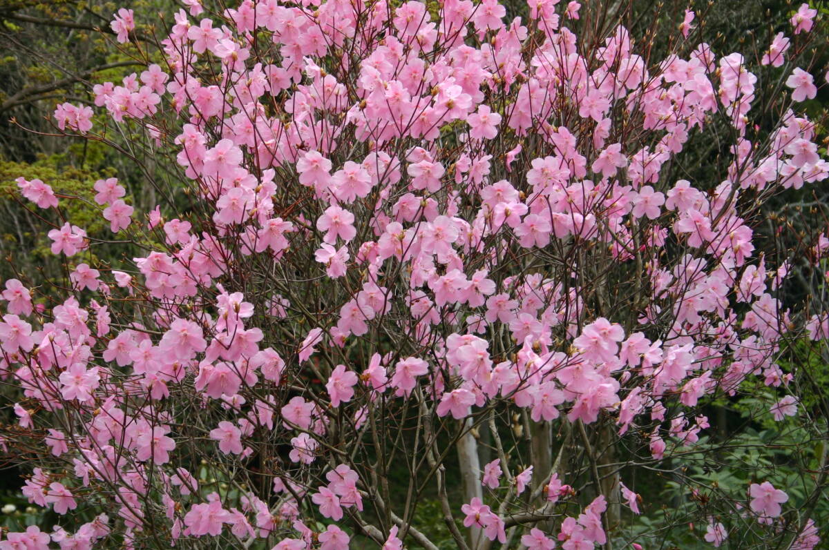 ヤシオツツジ、樹齢10年以上、今年花芽が付予定、草丈７０cm前後、２５ｃｍ鉢植え込み_参考