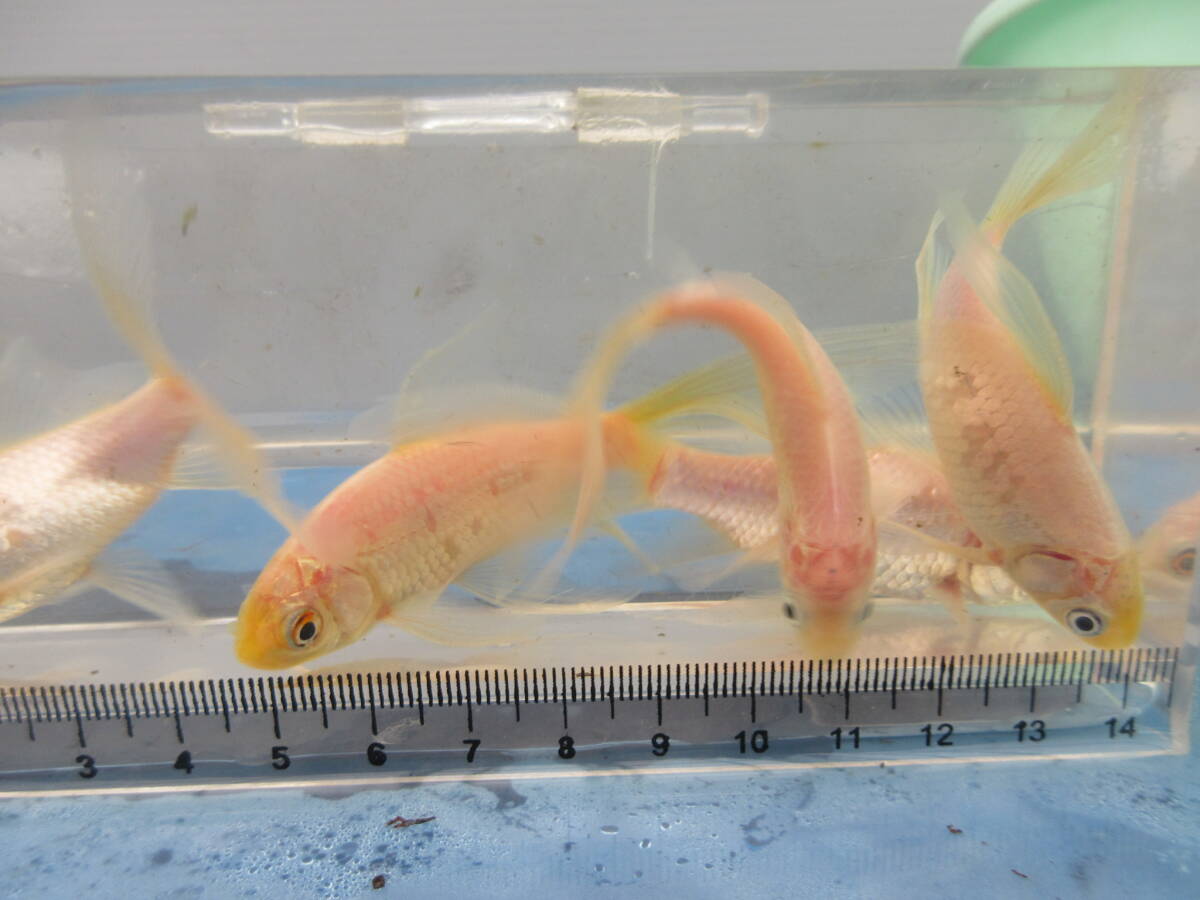 鉄魚・白、約１２ｃｍ、２匹（雄と雌）、選別品、今期産卵予定の画像2