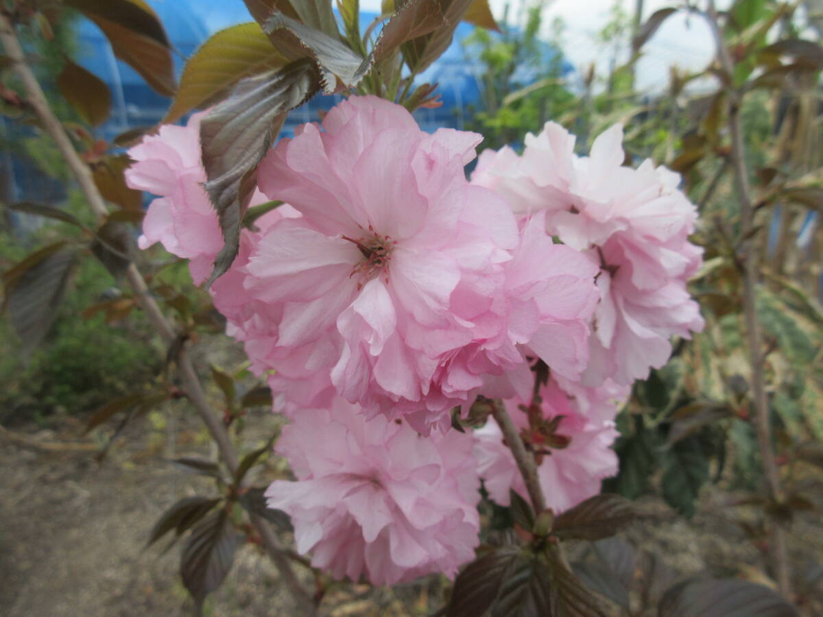  фиолетовый лист . -слойный Sakura, контактный . дерево,. длина примерно 15cm,10,5cm горшок конструкция ..