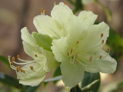  небо замок hikage азалия, цветок ...,1 горшок,. длина 30cm передний и задний (до и после),18cm растение в горшке включая **
