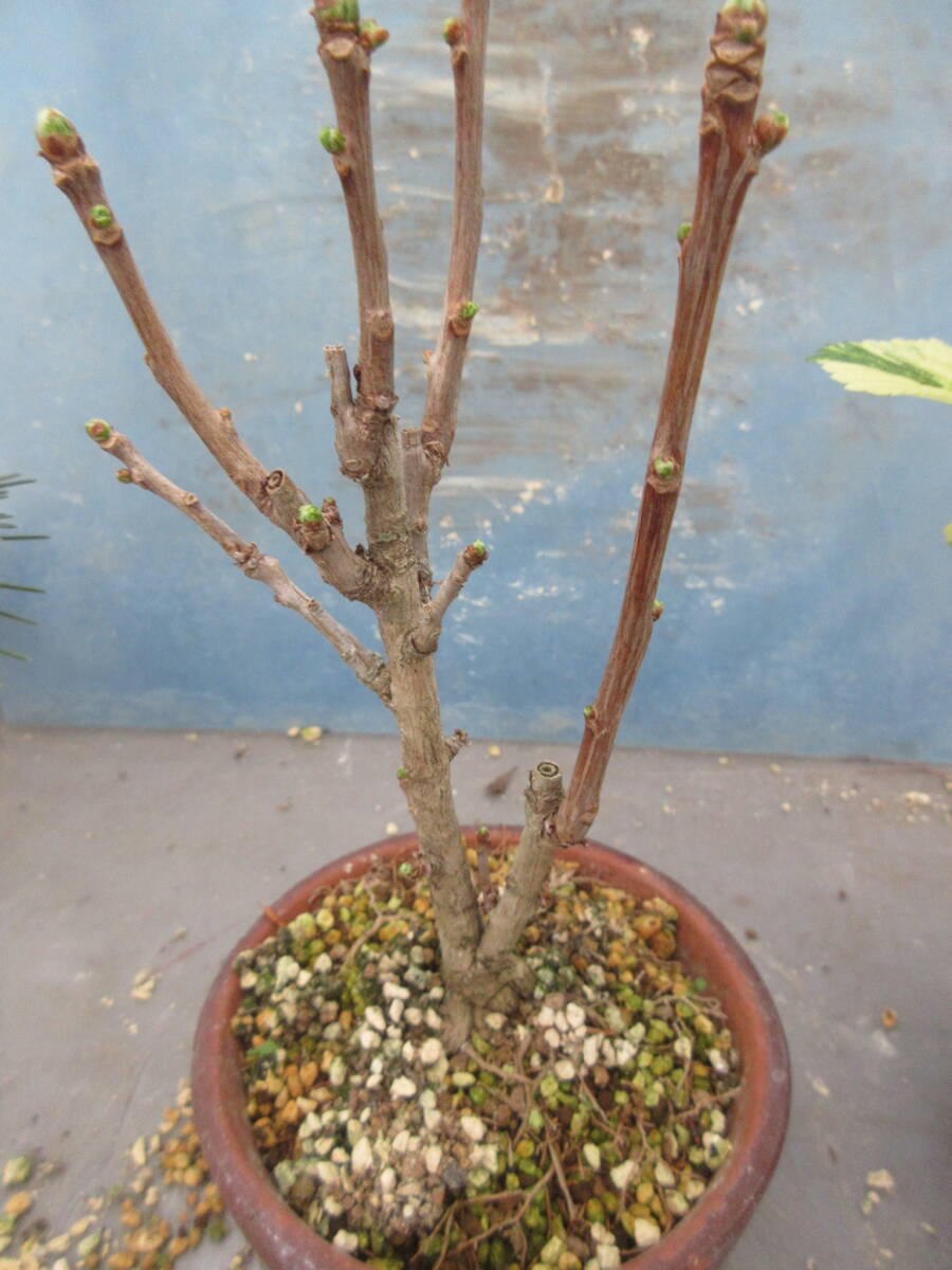 極姫イチョウ、盆栽つくり、草丈２cm前後、１２ｃｍ鉢作りこみの画像1