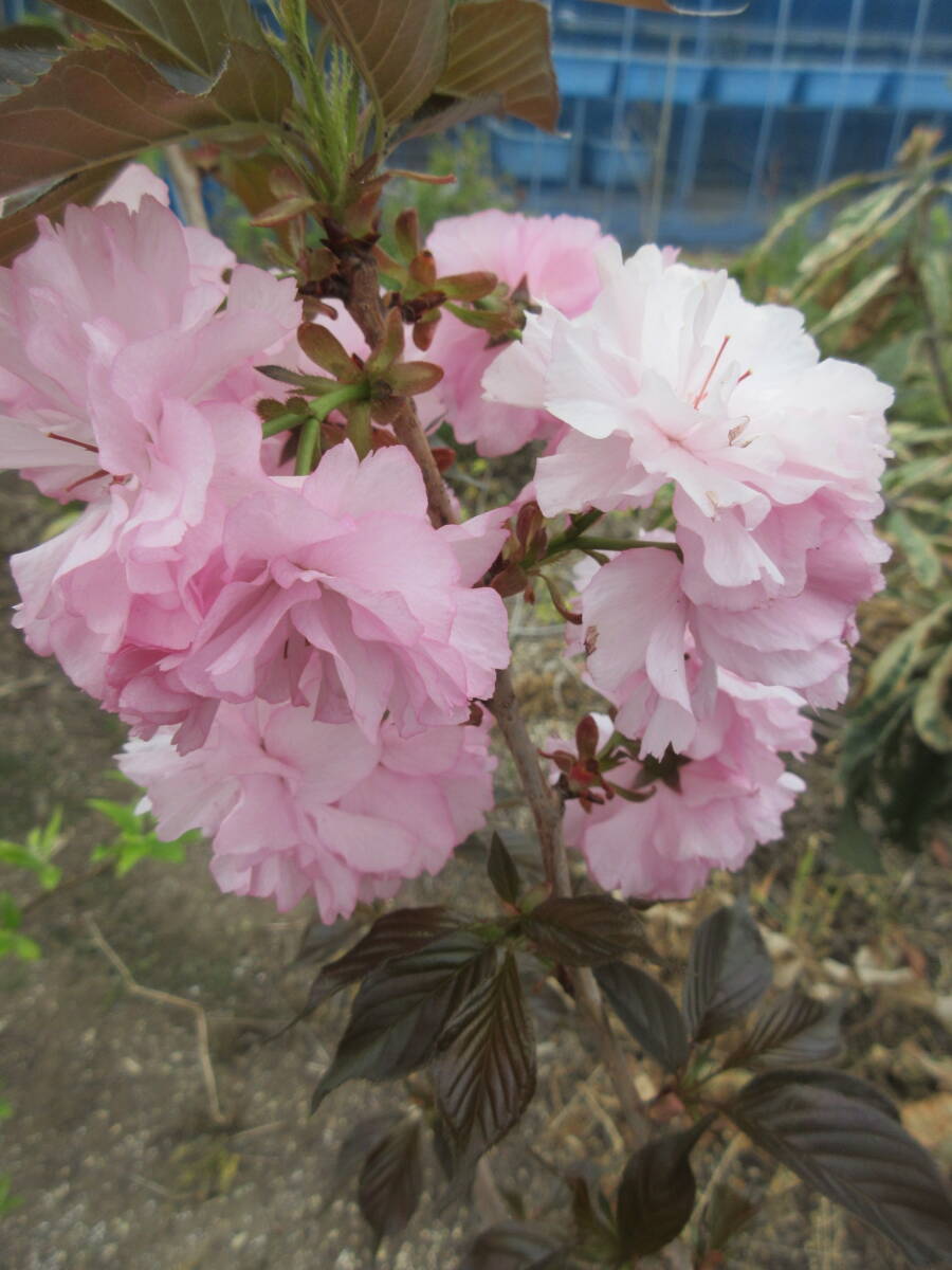  фиолетовый лист . -слойный Sakura, контактный . дерево,. длина примерно 15cm,10,5cm горшок конструкция ..