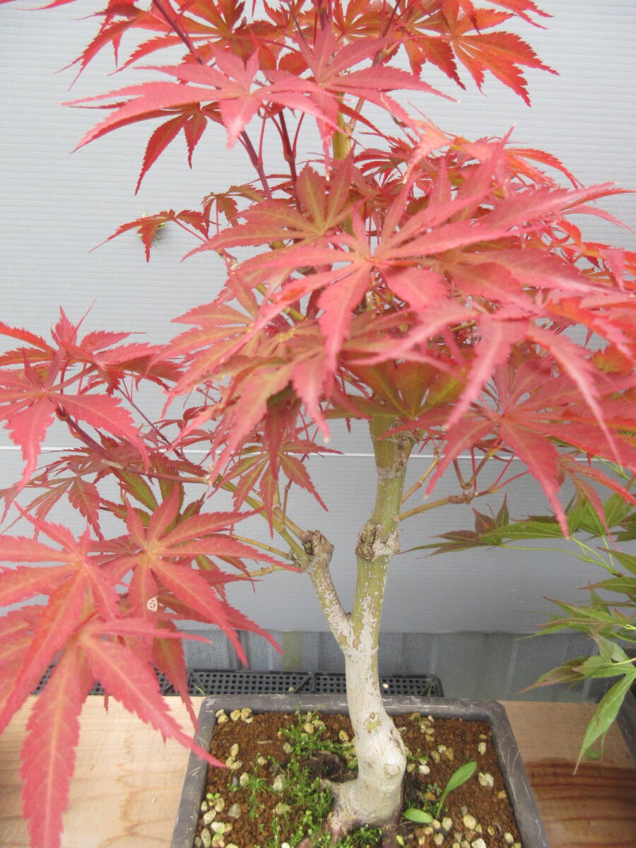 momiji*teshoujou, bonsai making, connection . tree,. height approximately 25cm,21cm pot making ..