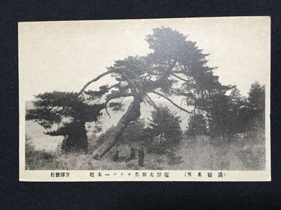 ｍ◆◆　戦前絵葉書　群馬県　湯宿名所　塩原太助馬ツナギ一本松　　風景　野澤発行　　/I25⑨_画像1