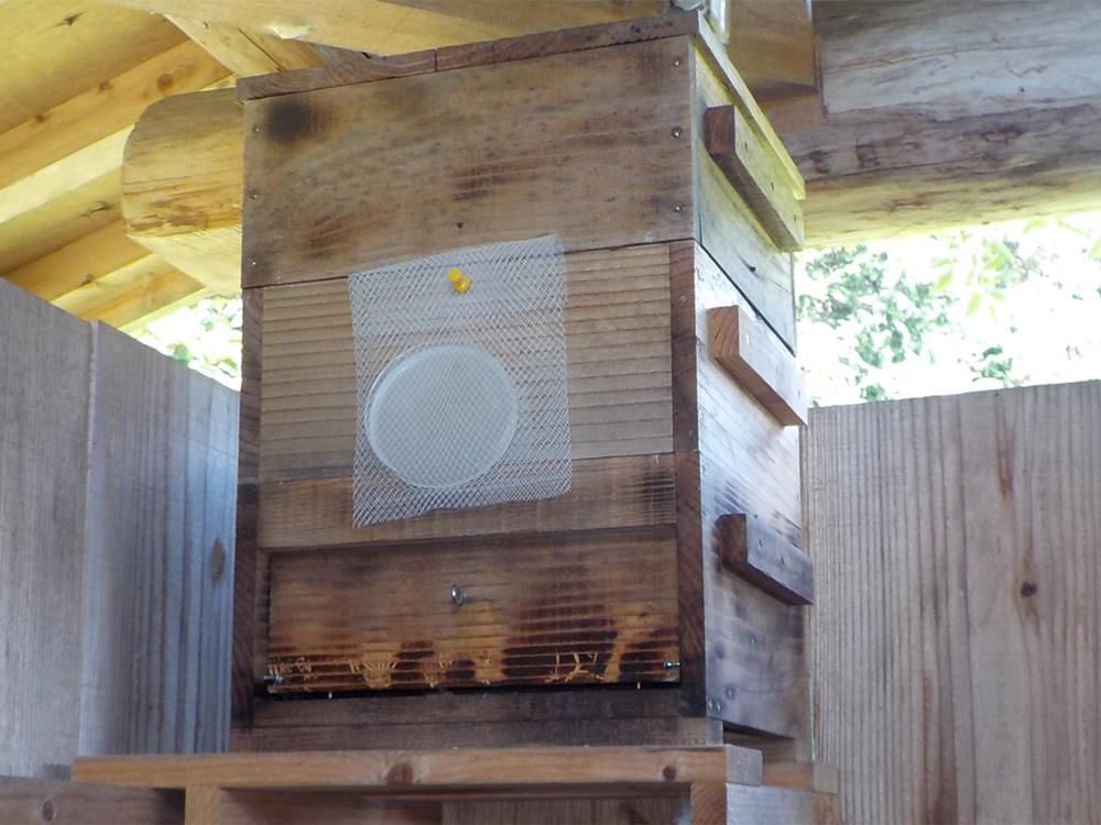 ◆キンリョウヘンの人工合成剤 日本ミツバチ・ルアー 2個セットの画像3