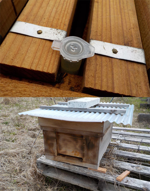 西洋ミツバチ分蜂群の誘引剤 (西洋ミツバチ用ルアー) 2個セット_このように巣枠に挟むとよいです