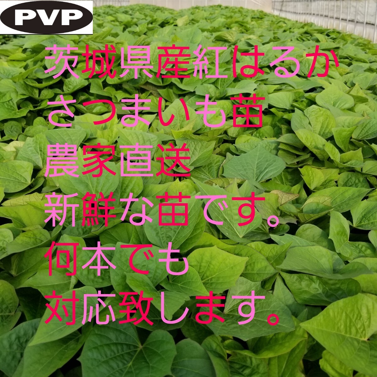 2本5月上旬発送分紅はるかウイルスフリーバイオ苗　さつまいも苗　野菜苗_画像1