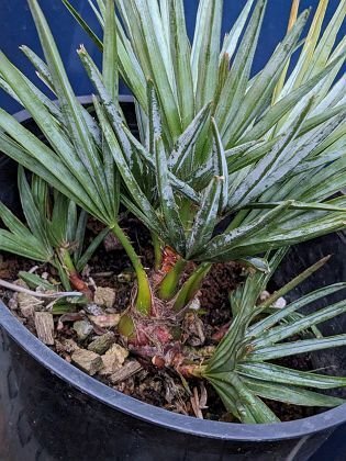 4/28撮影 現品！チャメロップス 7号◇チャメロプス フミリス セリフェラ◇Chamaerops humilis cerifera（品番REA）【送料M】_画像5