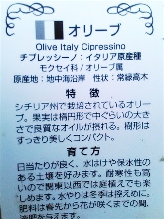 ♪オリーブ苗木≪チプレッシーノ・40≫銀葉系の人気品種！（品番40）【送料Ｓ】の画像4