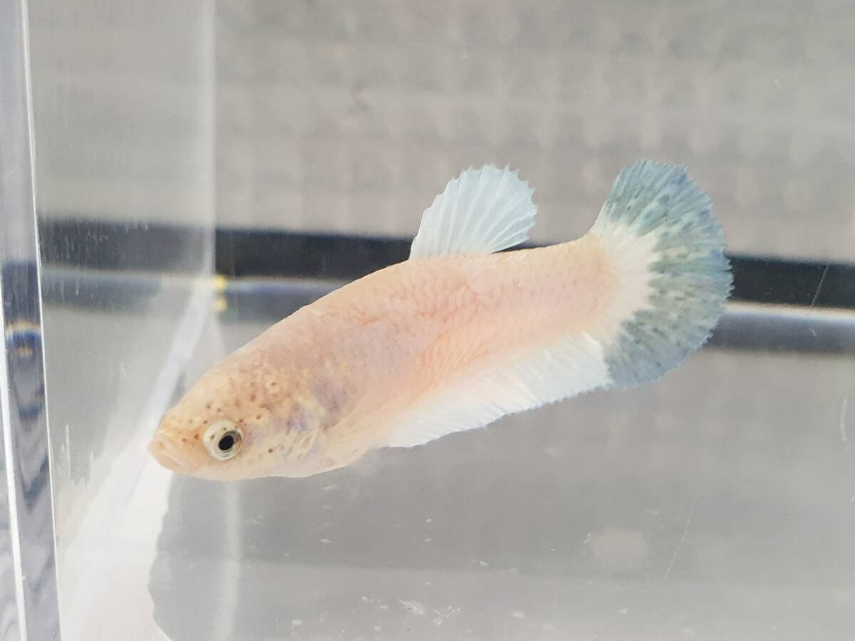 若いメス♀ SF2116 プラカット 全長は3~4 cm、10匹以上入札は早期終了。の画像3