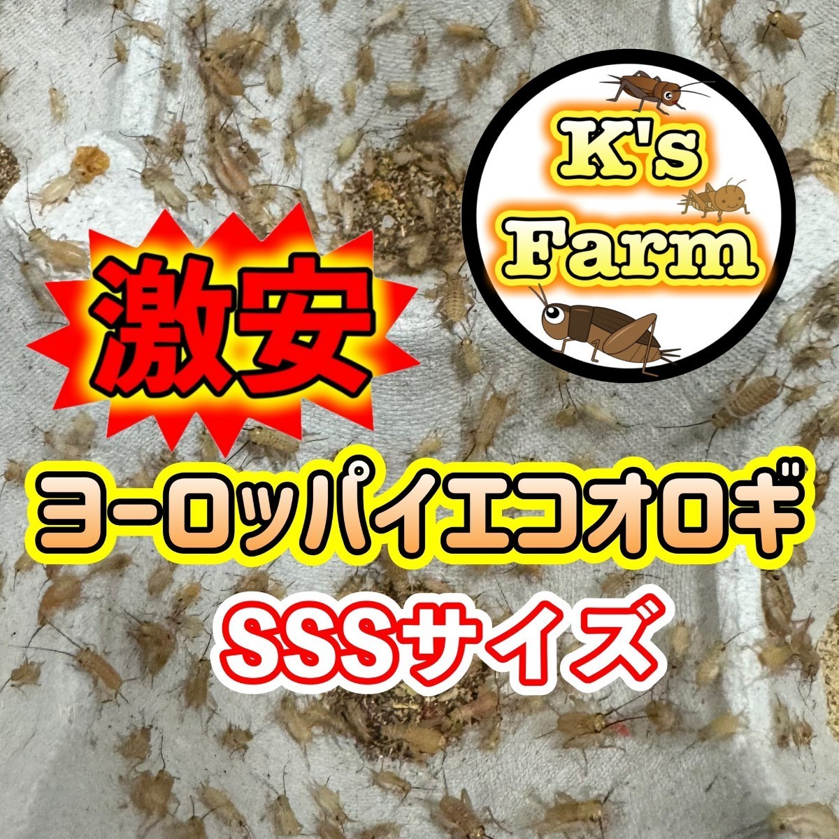 350匹+20%+(死着保証10%)   SSSサイズ(イエコピンヘッドより少し大きめレッドローチ初齢と約同等サイズ) 激安ヨーロッパイエコオロギ の画像1