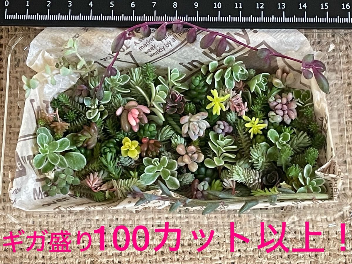 【寄せ植えに！】自家製　多肉植物　草系セダム中心のギガ盛りお弁当［14］