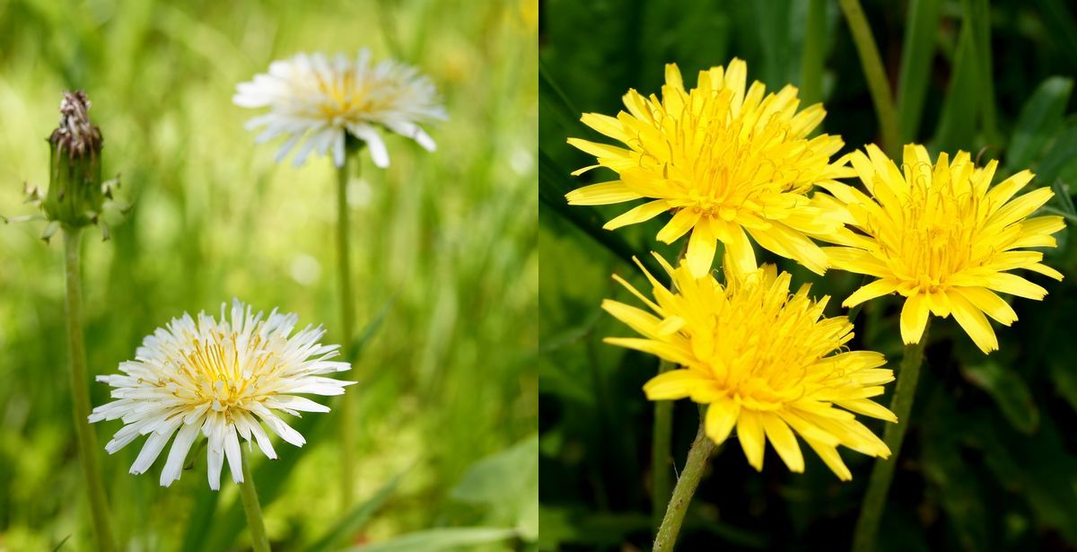 ■京都産　白花40粒＋黄花40粒　シロバナタンポポの種40粒＋カンサイタンポポの種40粒　Dandelion しろばなたんぽぽ　かんさいたんぽぽ_画像1