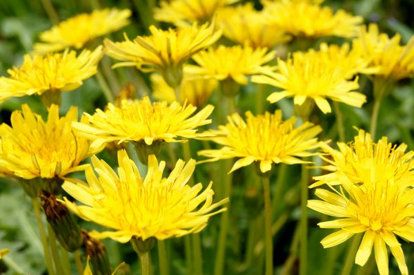 ■京都産　白花50粒＋黄花50粒　シロバナタンポポの種50粒＋カンサイタンポポの種50粒　Dandelion しろばなたんぽぽ　かんさいたんぽぽ_画像3