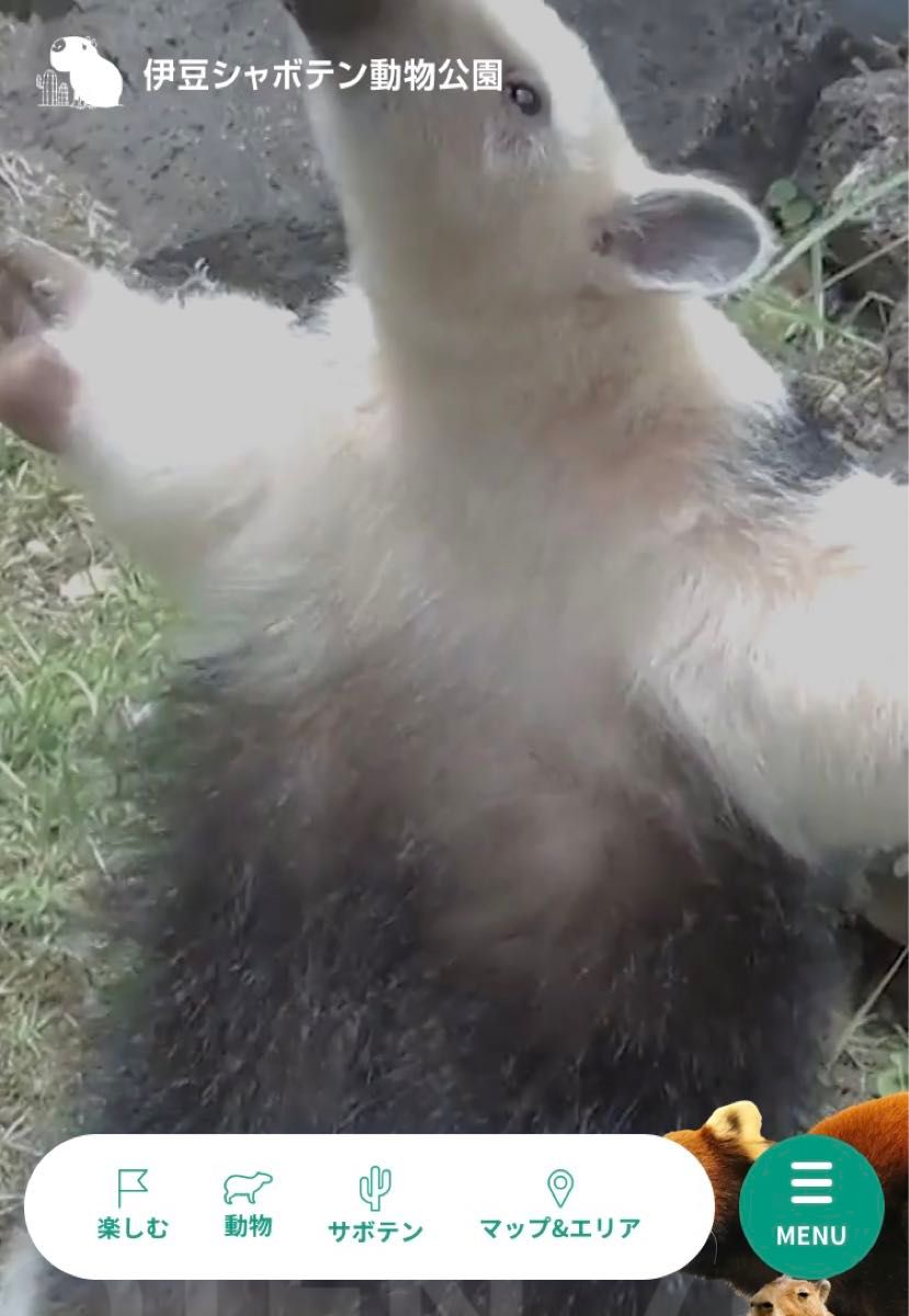 伊豆シャボテン動物公園　チケット