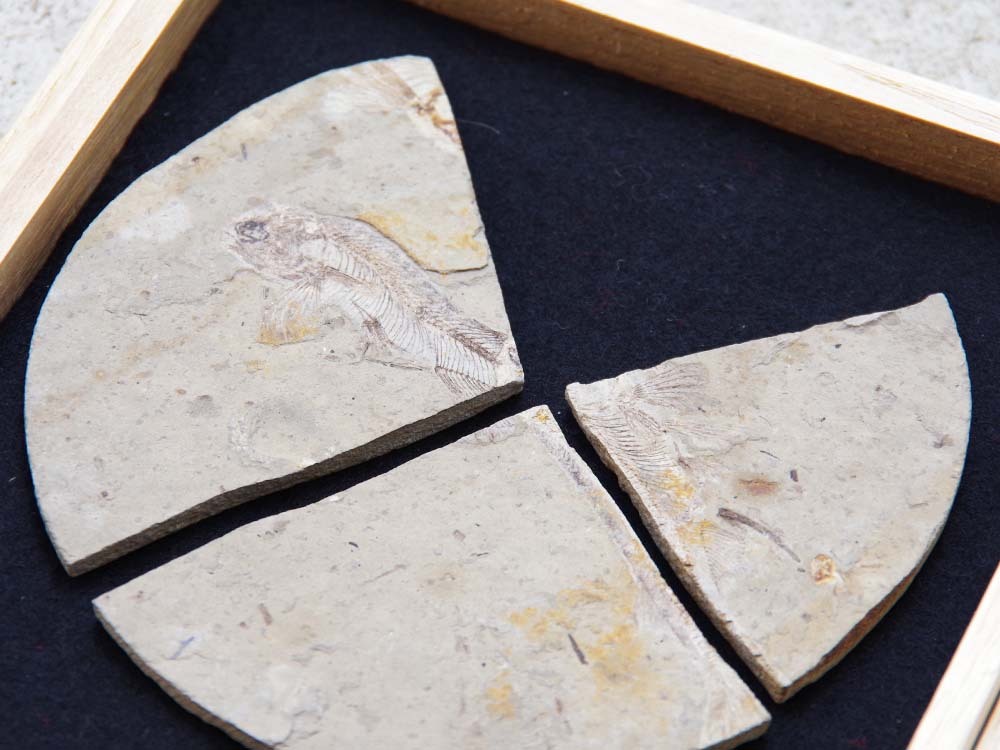 古代魚化石リコプテラ白亜紀魚化石鑑賞自然標本化石深海魚化石天然石化石群発掘考古資料現状長期保管品の画像2
