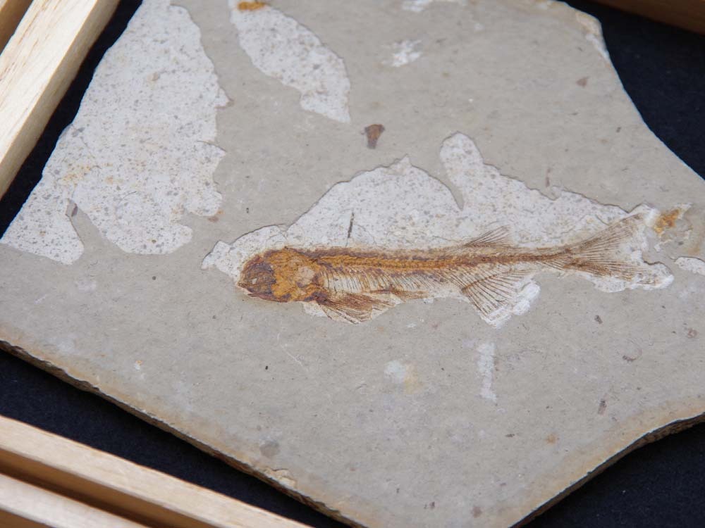 古代魚化石リコプテラ白亜紀魚化石鑑賞自然標本化石深海魚化石天然石化石群発掘考古資料現状長期保管品の画像3