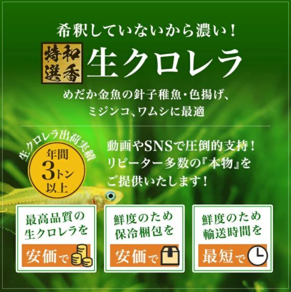 送料無料クール便★和香特選生クロレラ500ml★即日発送★ミジンコめだか金魚らんちゅうの餌 針子稚魚の青水作 ワムシゾウリムシ生餌の画像3