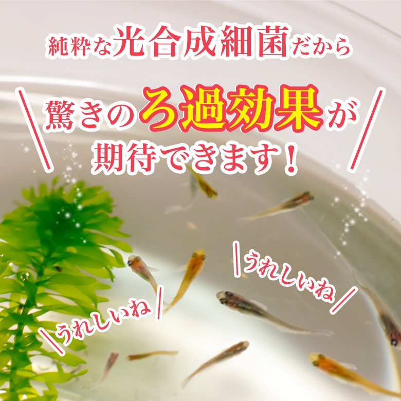 【水質浄化 免疫力強化】特濃光合成細菌PSB5000ml バクテリア めだか らんちゅう 金魚 熱帯魚 グッピーにミジンコゾウリムシクロレラ培養にの画像4