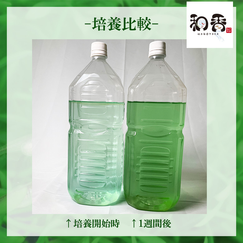 即日発送・送料安 植物性微生物 ミドリムシ500ml ユーグレナ 関連：めだかグッピーベタ金魚熱帯魚両生類など生クロレラグリーンウォーターの画像6