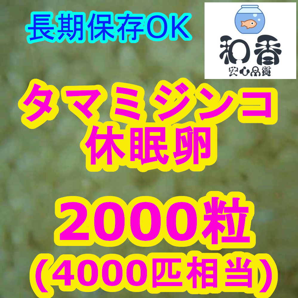 ★タマミジンコ休眠卵2000粒★ 長期保存 めだか らんちゅう グッピーの餌 ゾウリムシブラインシュリンプ代替※クロレラ付もの画像1