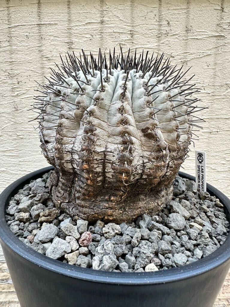 コピアポア シネレア 黒王丸 超特大 14cm サボテン Copiapoa cinerea 特選株 山木 現地球 強刺 弧竜丸 コルムナアルバの画像1