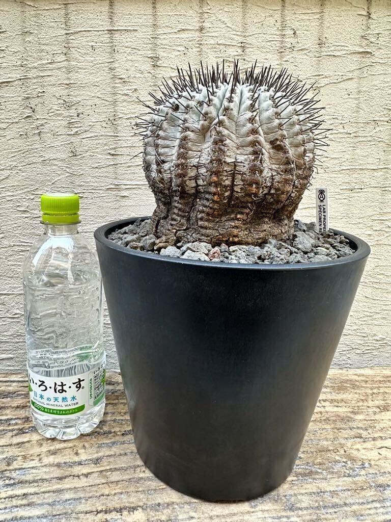 コピアポア シネレア 黒王丸 超特大 14cm サボテン Copiapoa cinerea 特選株 山木 現地球 強刺 弧竜丸 コルムナアルバの画像2