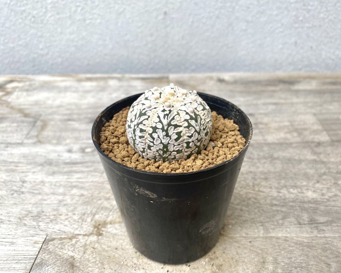 Vタイプ(アロータイプ)スーパー兜 2.5号 タイ実生 Astrophytum asterias V-type Arrow 発根管理中 ④ (検 サボテン アストロフィツム の画像2