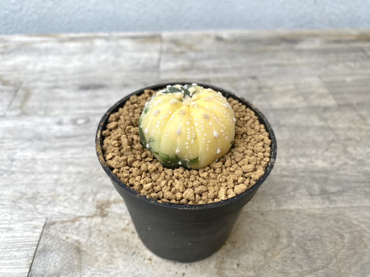 兜錦 2.5号 タイ実生 Astrophytum asterias 発根管理中 ② (検 サボテン アストロフィツム 斑入り 兜_画像2