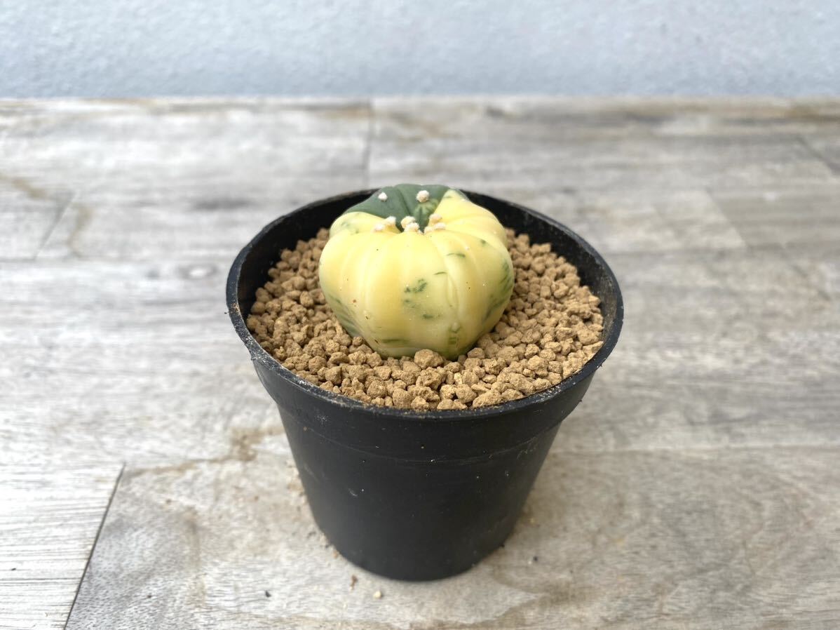 兜錦 2.5号 タイ実生 Astrophytum asterias 発根管理中 ④(検 サボテン アストロフィツム 斑入り 兜_画像2