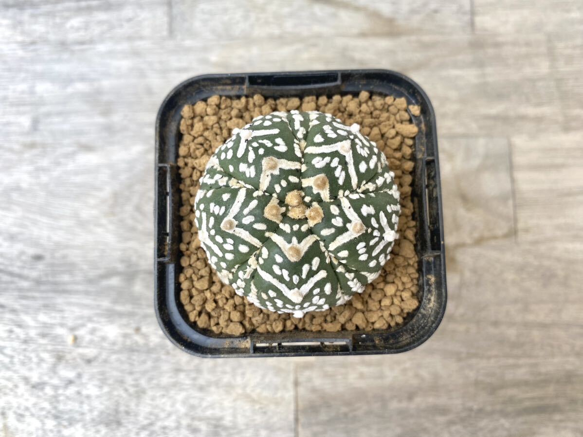 Vタイプ(アロータイプ)スーパー兜 2.5号 タイ実生 Astrophytum asterias V-type Arrow 発根管理中 ⑦ (検 サボテン アストロフィツムの画像1