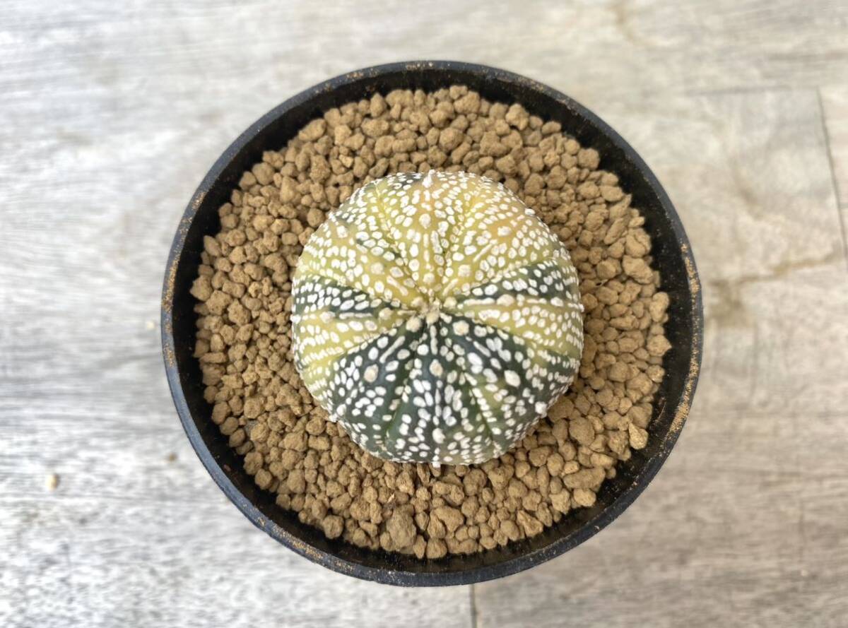 兜錦 2.5号 タイ実生 Astrophytum asterias 発根管理中 ⑨(検 サボテン アストロフィツム 斑入り 兜の画像1