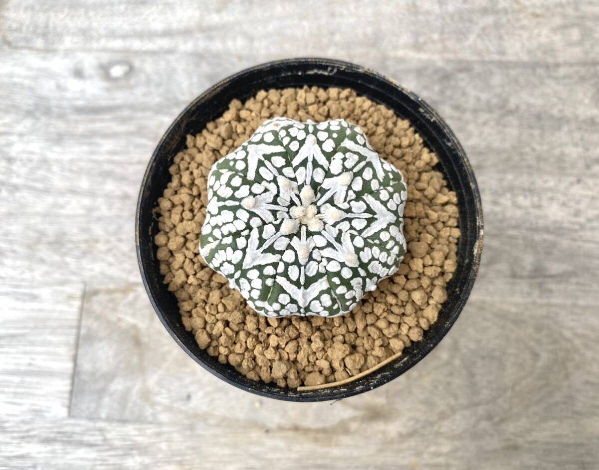 Vタイプ(アロータイプ)スーパー兜 2.5号 タイ実生 Astrophytum asterias V-type Arrow 発根管理中 ⑦ (検 サボテン アストロフィツムの画像1