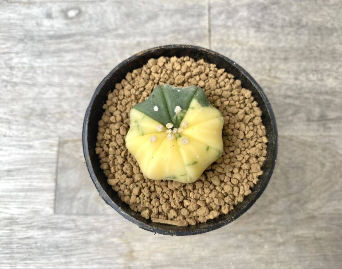 兜錦 2.5号 タイ実生 Astrophytum asterias 発根管理中 ④(検 サボテン アストロフィツム 斑入り 兜_画像1