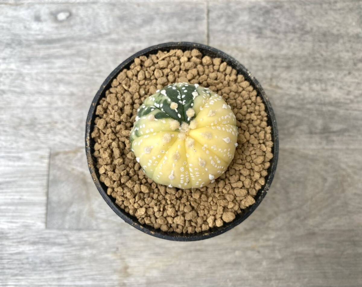 兜錦 2.5号 タイ実生 Astrophytum asterias 発根管理中 ② (検 サボテン アストロフィツム 斑入り 兜_画像1