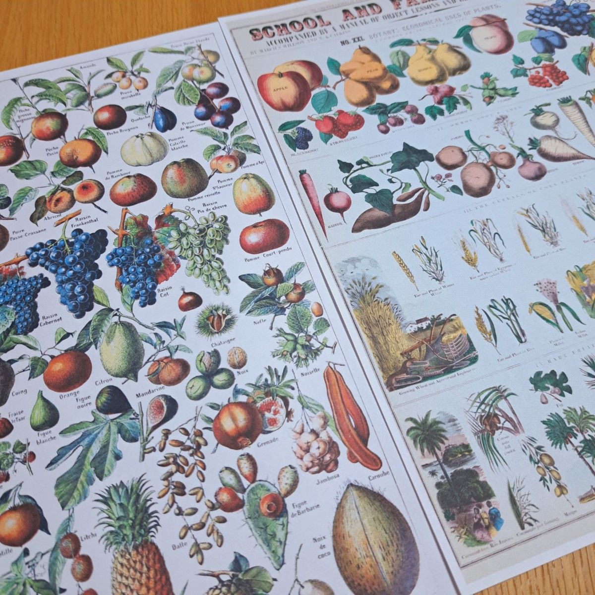 38♪ 野菜 果物 きのこ 海外 図鑑 紙モノ デザインペーパー コラージュ