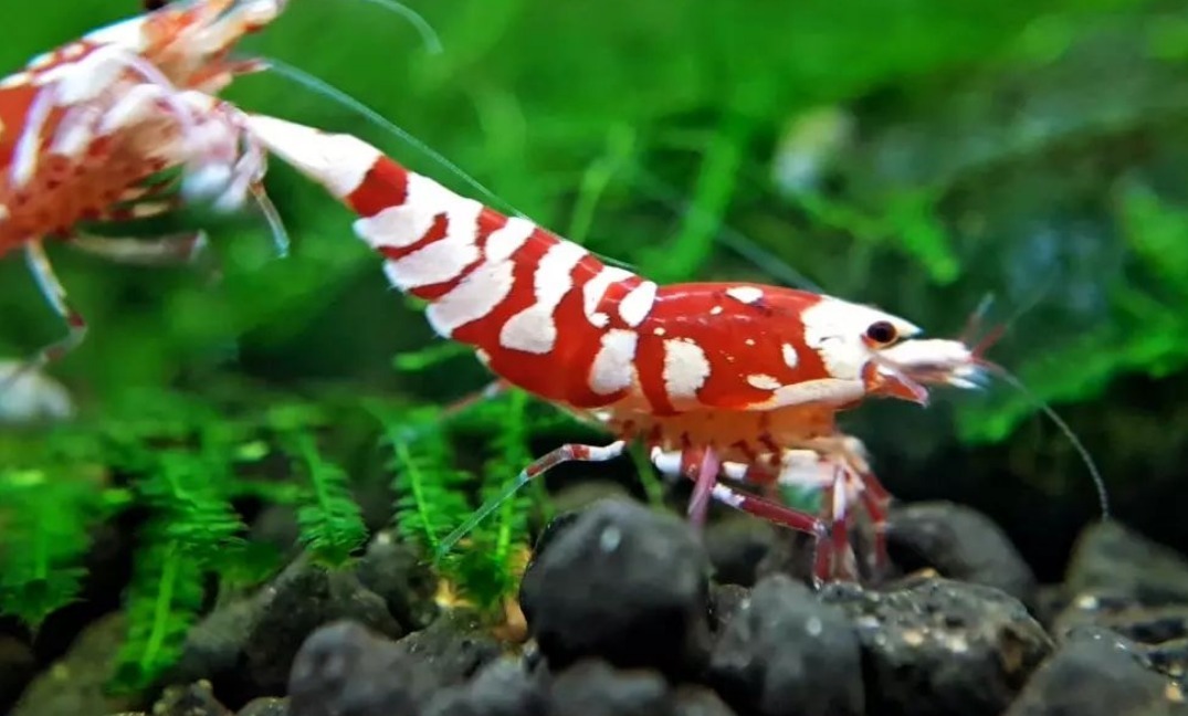  red fancy Tiger shrimp 10 pcs size approximately 1.7~0.7.