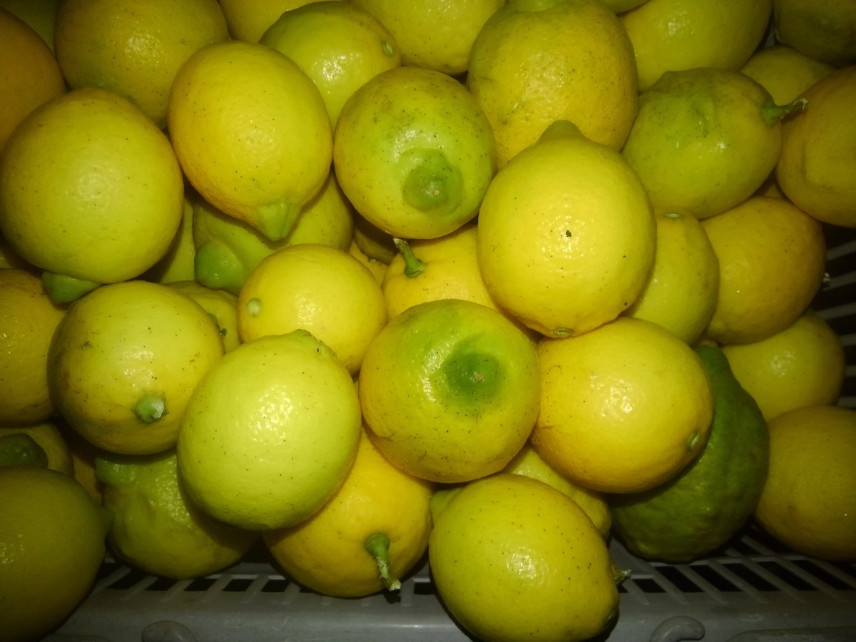 レモン ほぼ無農薬1、5リットルペットボトル箱満杯約8キロ和歌山 産品種かわりました少し小さなレモンですが、果肉多いです。の画像1